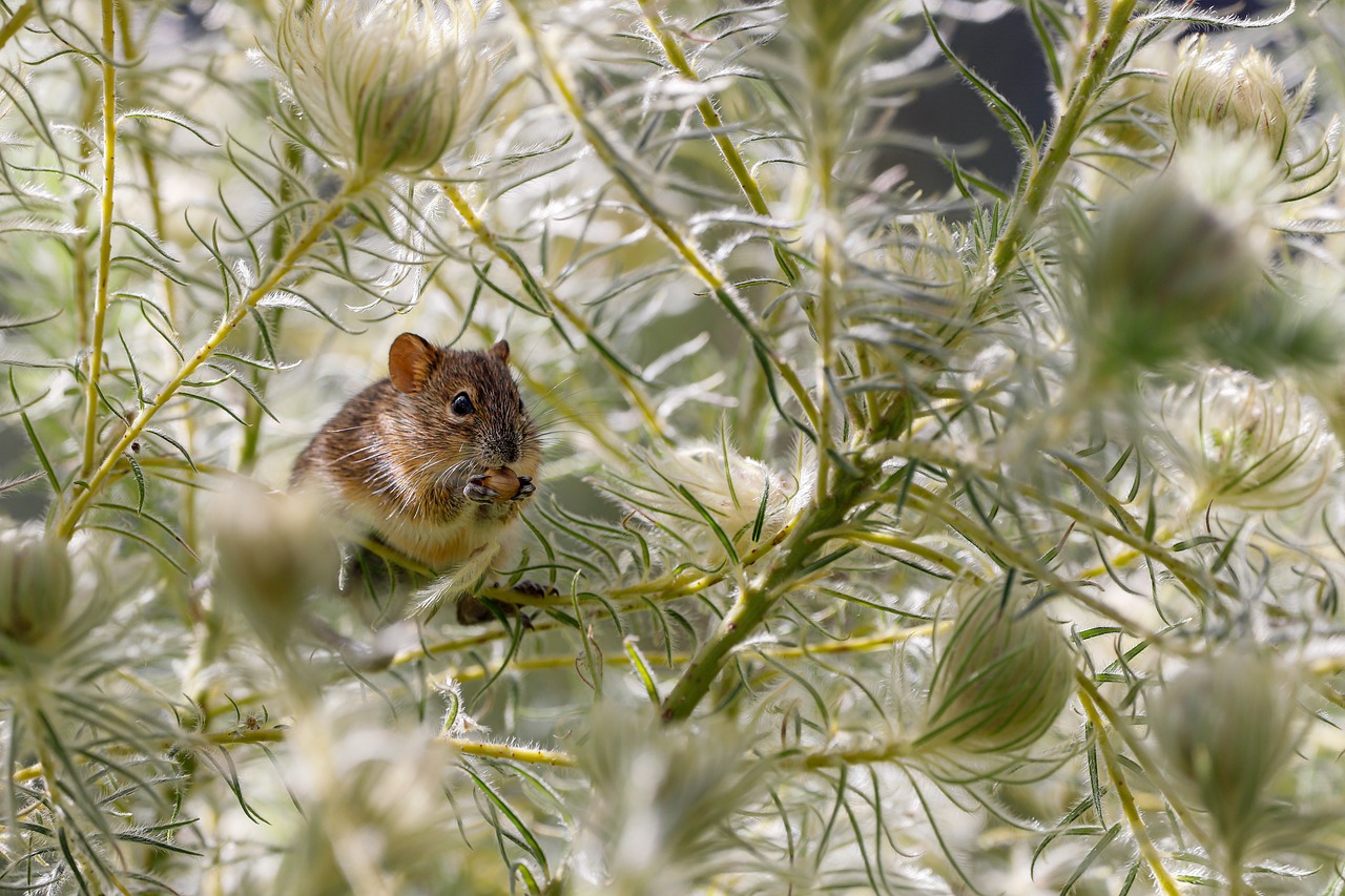 Slimme en natuurlijke technieken om muizen te weren